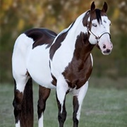 Paint Horse