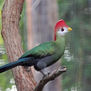 Red-Crested Turaco (Angola)