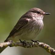 Spotted Flycatcher