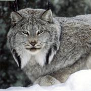 Canadian Lynx