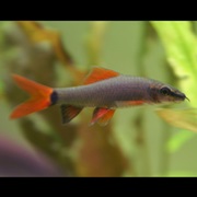 Rainbow Shark