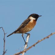 Stonechat