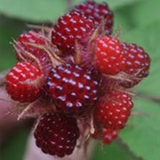 Wineberries