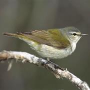 Tennessee Warbler