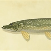 Pike