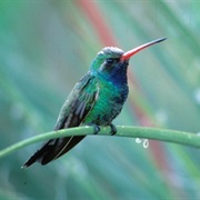 Broad-Billed Hummingbird