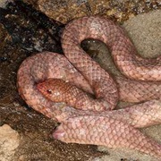 Leaf-Scaled Sea Snake