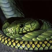 Green Mamba