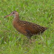 King Rail