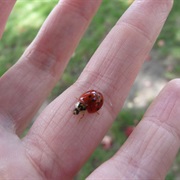 Wish Upon a Ladybug