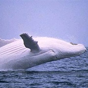 Baleen Whale