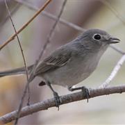 Gray Vireo