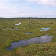 Bog