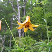 Canada Lily (Lilium Canadense)
