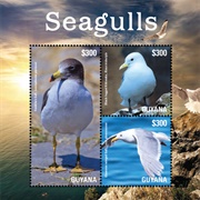 Guyana - Seagulls