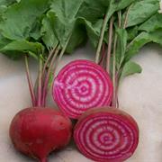 Chioggia Beet