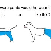 If a Dog Wore Pants