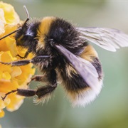 Bumblebees Have Hair on Their Eyes.