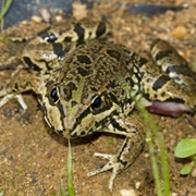 Iberian Green Frog