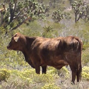 Wild Cow