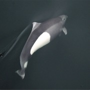 Dall&#39;s Porpoise