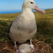A Tristan Albatross With Small Chick