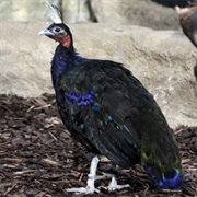 Congo Peafowl (Democratic Republic of the Congo)