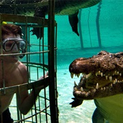 Cage Dive With Crocodiles