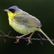 Gray-Crowned Yellowthroat