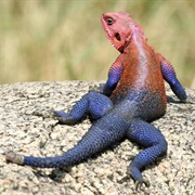 Mwanza Flat-Headed Rock Agama