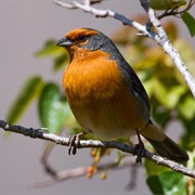 Cochabamba Mountain Finch
