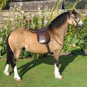 Welsh Pony