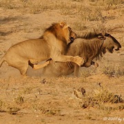 Watch a Wild Big Cat Hunt