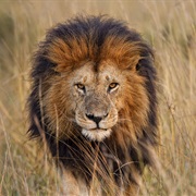 An Adult Lion&#39;S Roar Is So Loud; It Can Be Heard Up to Five Miles Away.