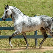 Florida Cracker Horse