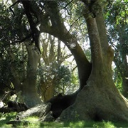 Monte De Ombúes