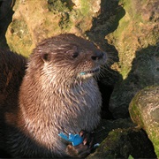 Neotropical River Otter