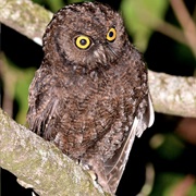 Anjouan Scops-Owl (Otus Capnodes)