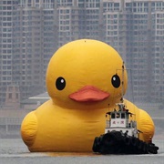 Giant Duckie