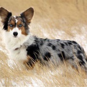 Cardigan Corgi