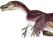 Bambiraptor