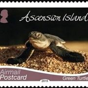 Ascension--Green Turtles
