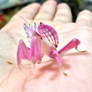 Orchid Mantis