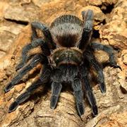 Tarantula