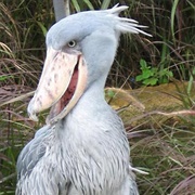 Shoebill