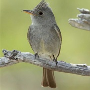 Greater Pewee