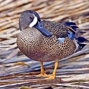 Blue-Winged Teal