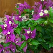 Bougainvilla