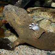 Hellbender