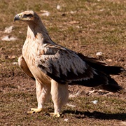 Spanish Imperial Eagle (Spain)